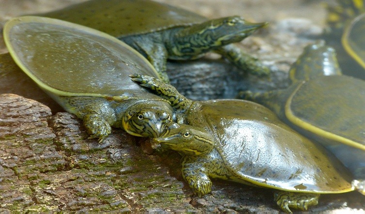 Baby Spiny Softshell Turtle
