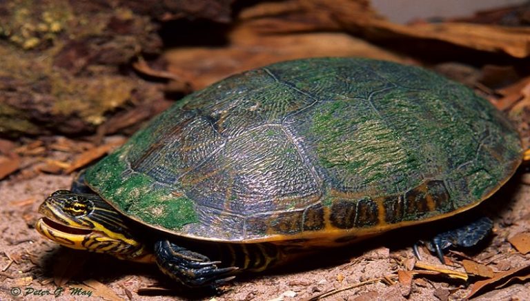 How to Take Care of a Turtle; Complete Guideline