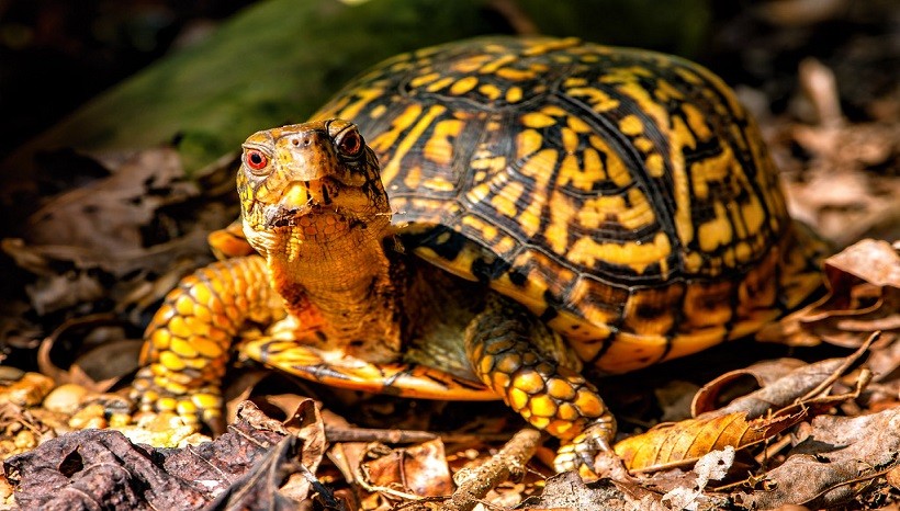 How to take care of a box turtle