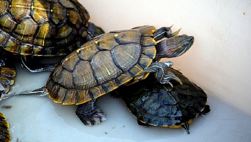 Red-eared slider turtle care