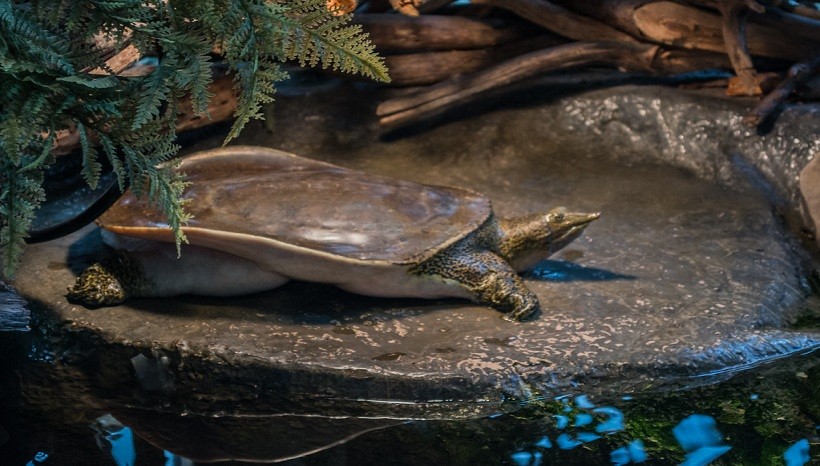 Spiny Softshell Turtle Care