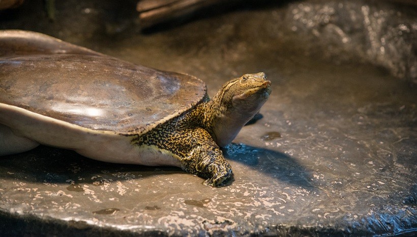 Spiny Softshell Turtle Facts