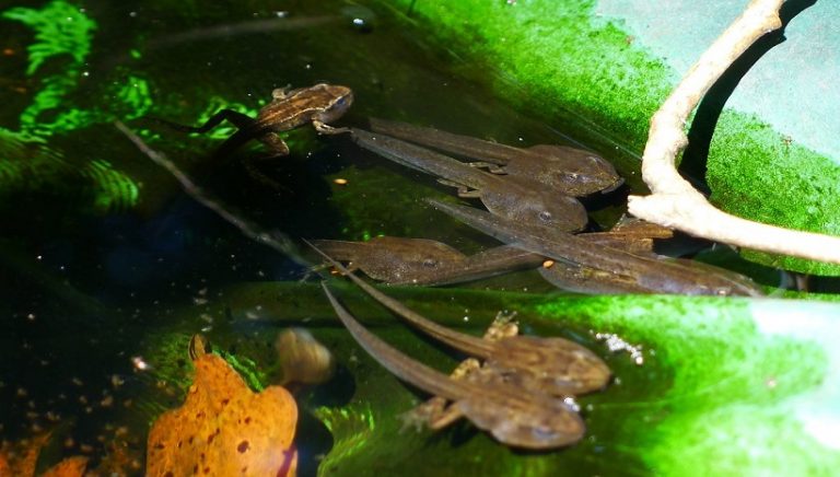 Tadpoles to Frogs A Complete Tadpole Life Cycle and Facts