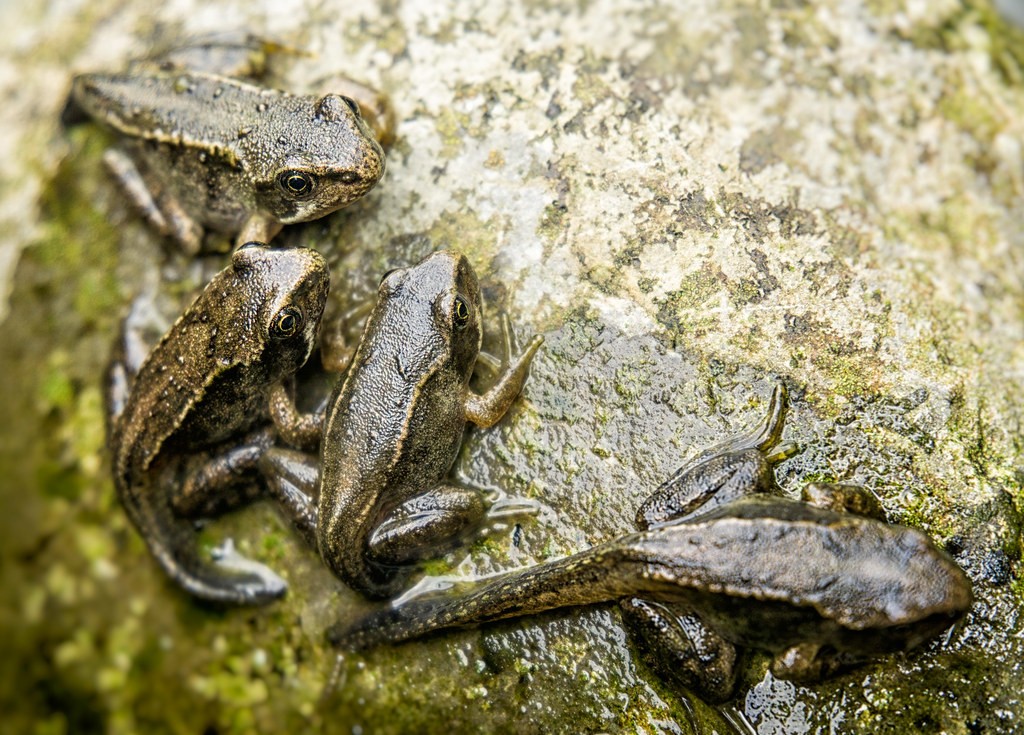 Tadpoles to Frogs Complete Tadpole Life Cycle