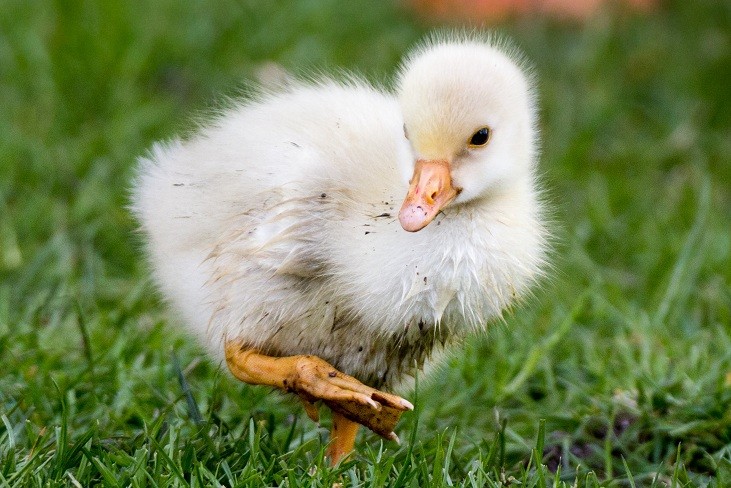 What Baby Ducks Eat