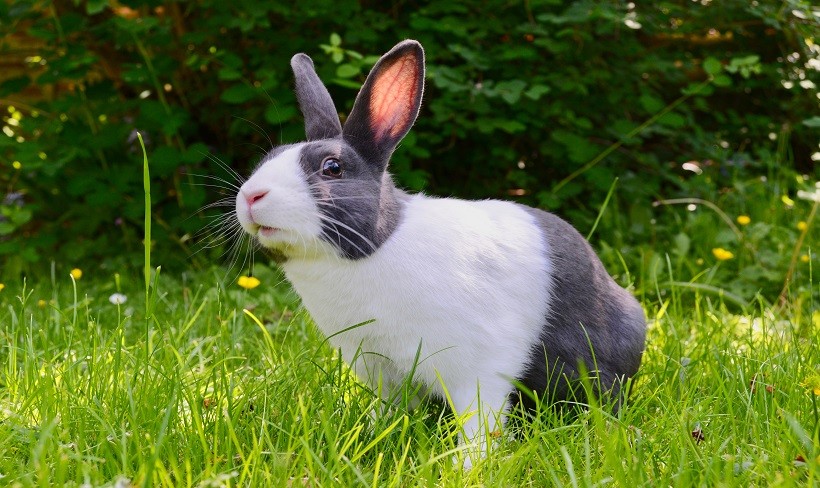 What Do Rabbits Eat And Drink As Baby, Pet And Wild?