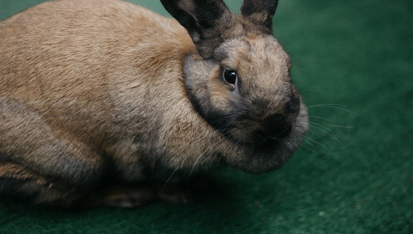 giant rabbit care