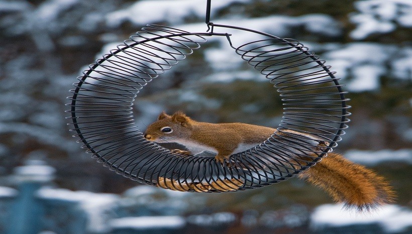 keeping squirrels out of bird feeders