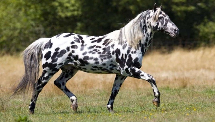 Leopard Appaloosa Horse in stable and in the field