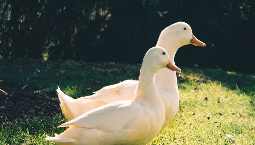 White-Faced Whistling Ducks