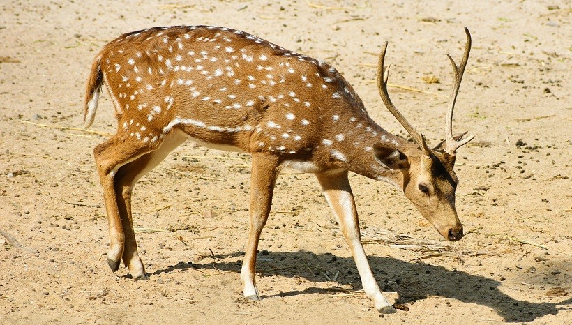 White-Tailed Deer Diet