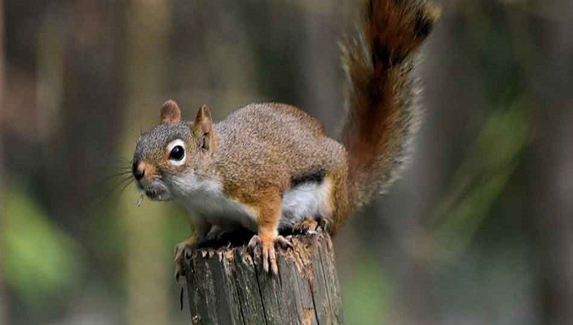 do-squirrels-carry-rabies-are-squirrels-nocturnal-omnivores