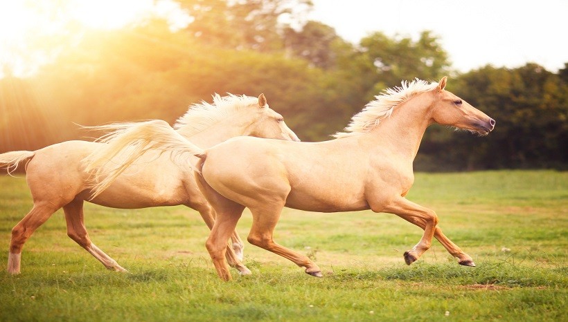 how-much-horsepower-does-a-horse-have