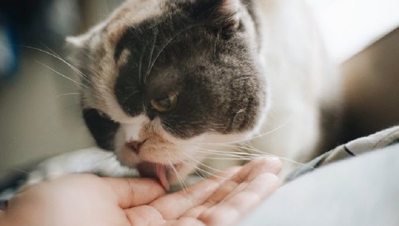why-does-my-cat-lick-me