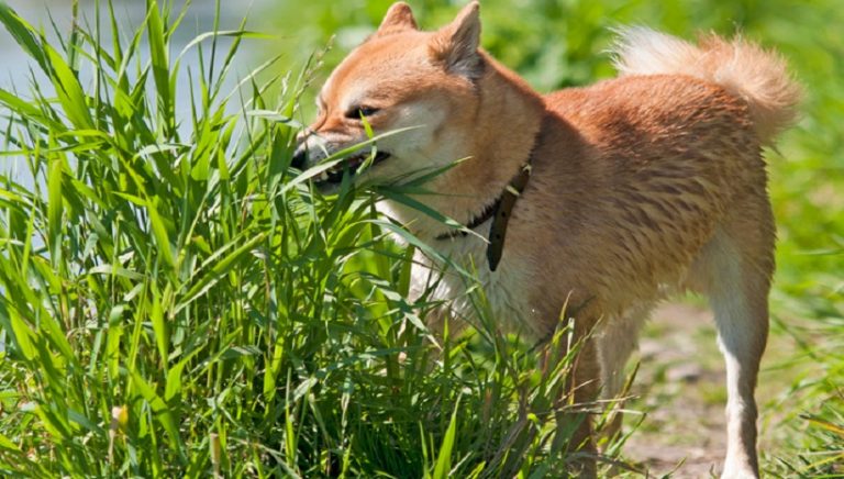 why-does-my-dog-eat-grass
