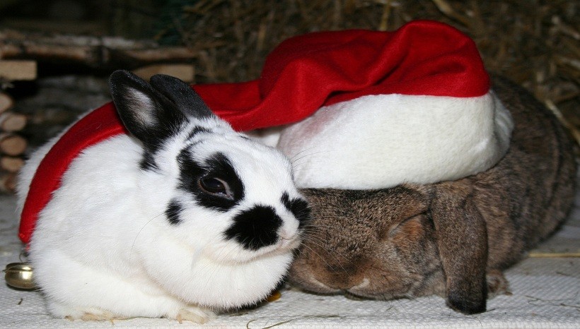 American Fuzzy Lop