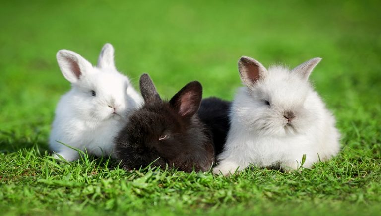 Angora Rabbits Kinds, Care, Food, Facts,and All Information You Need