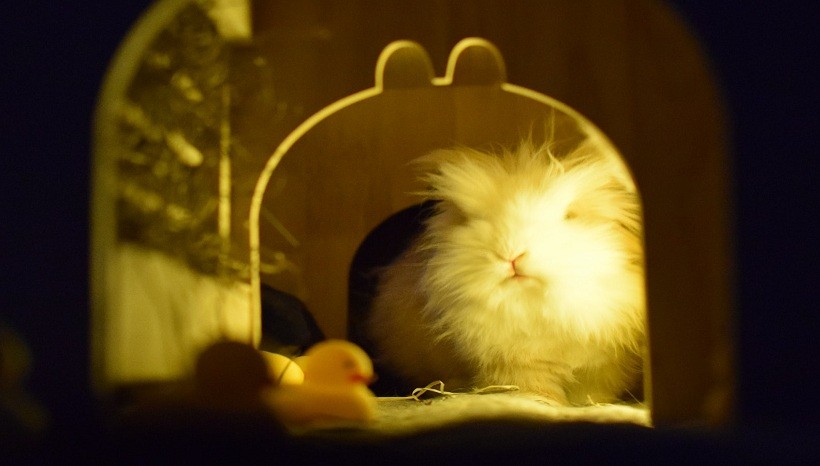 Angora rabbit