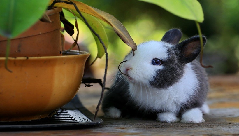 Baby Holländisches Kaninchen