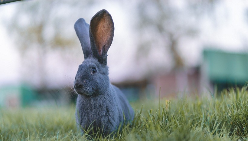 Black Lionhead rabbit