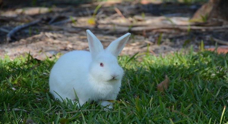 Florida White Rabbit Breeders, Information, Cost, Facts