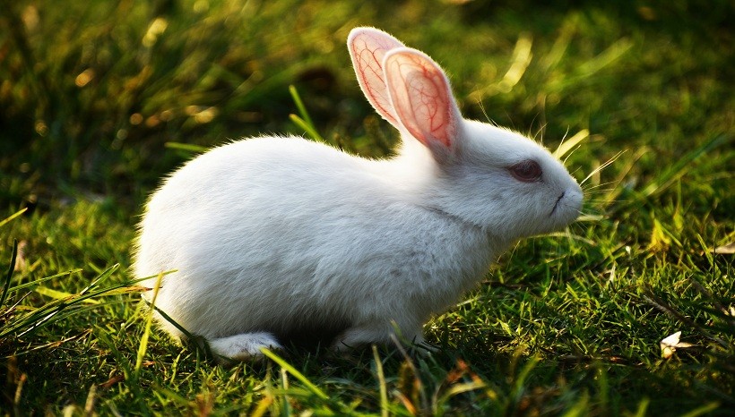 Florida White Rabbit Facts