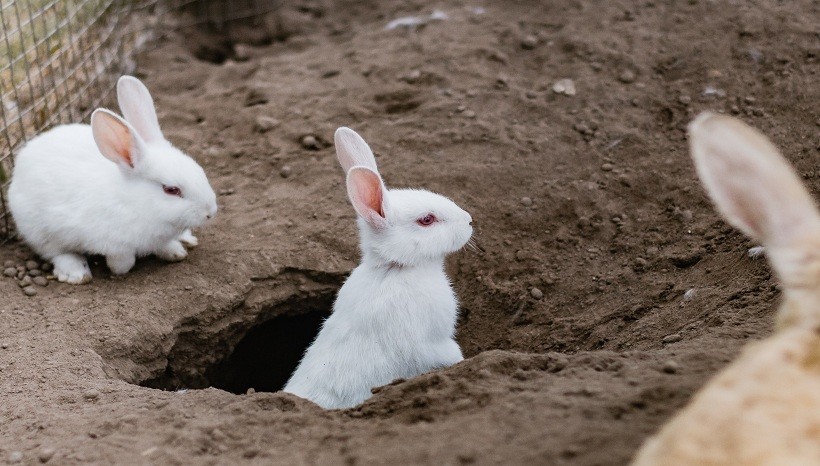 Florida White Rabbit