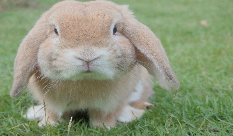 French Lop