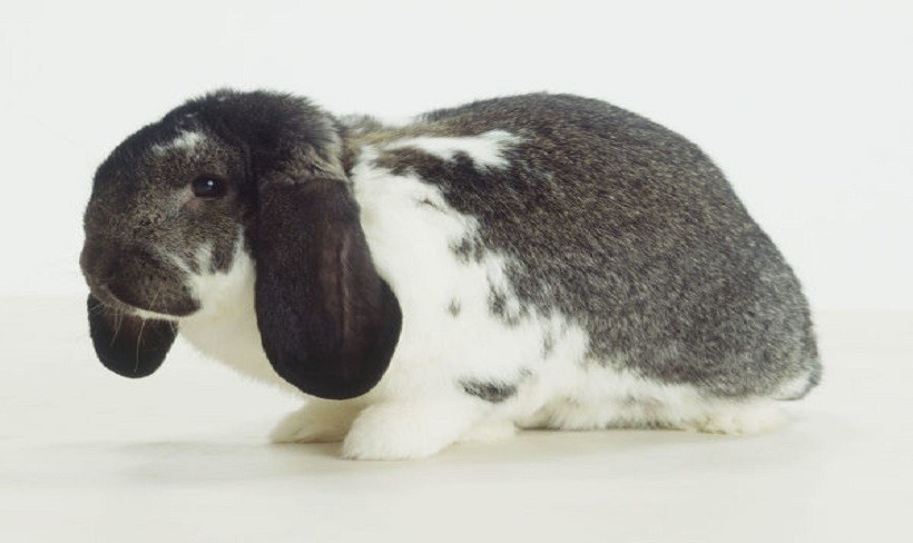 French lop size