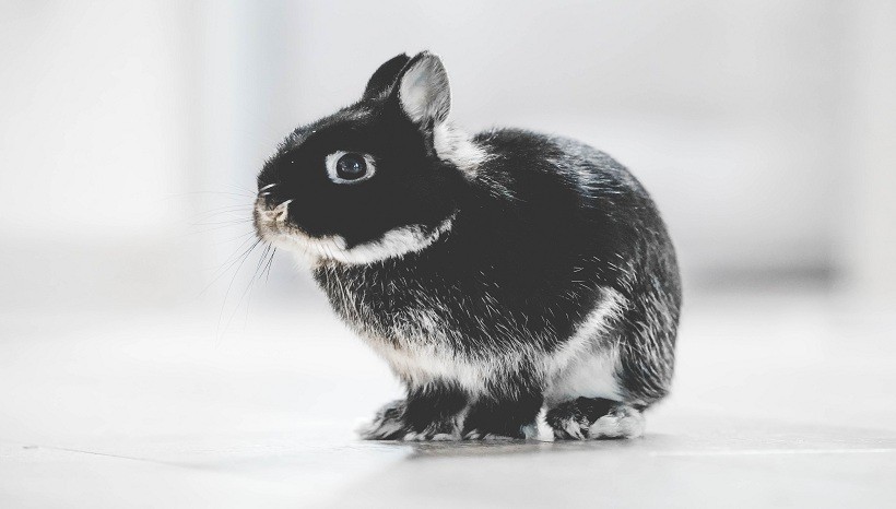 Harlequin rabbit