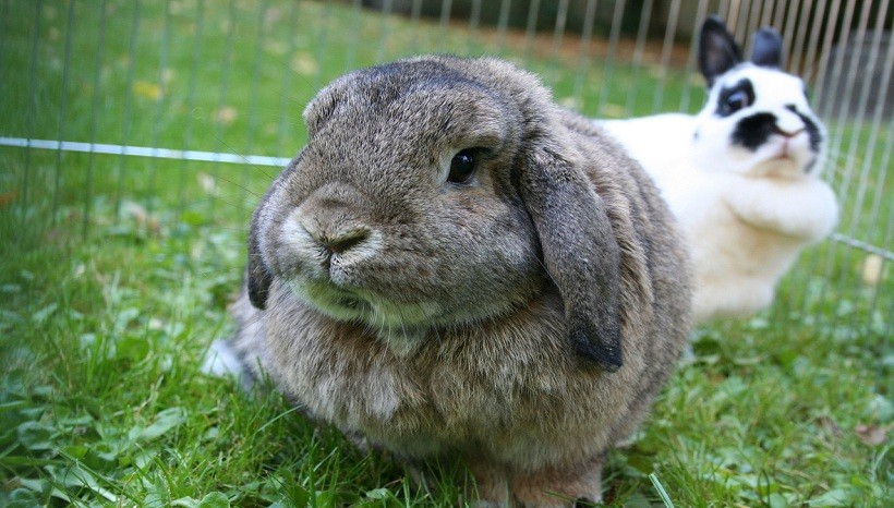 Holland Lop