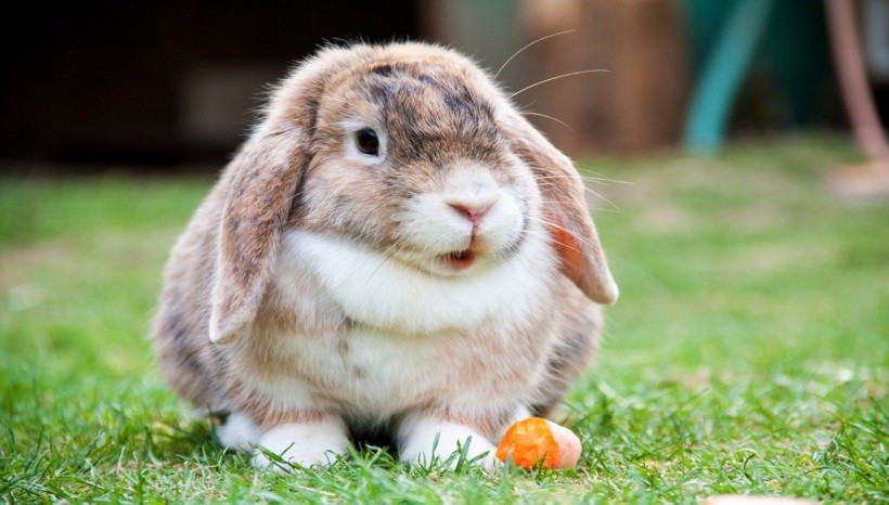 How much is a Mini Lop