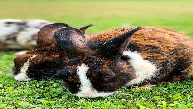 Japanese Harlequin Rabbit