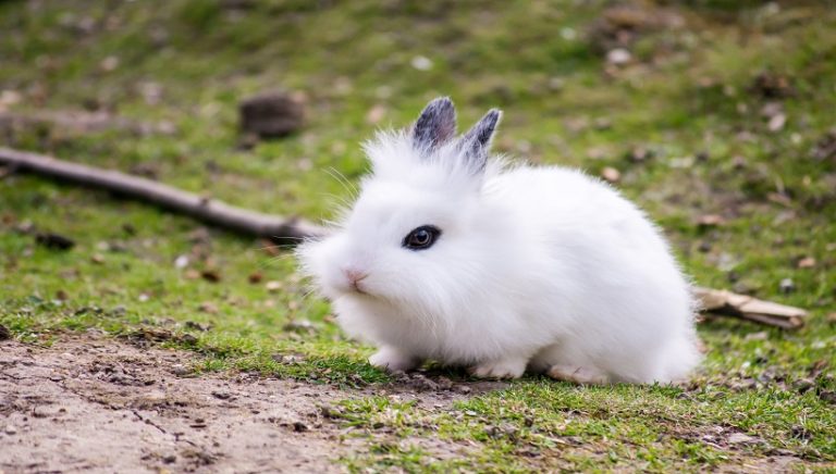 Lionhead rabbit breeds, Care, Size, Diet, Personality and All Information