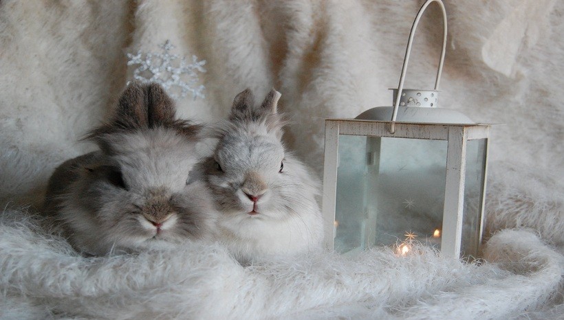 Lionhead rabbit breeds