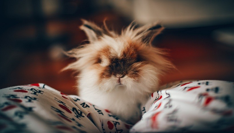 Lionhead rabbit facts