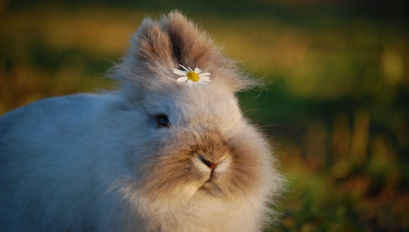 Lionhead rabbit lifespan