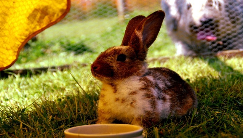 Lionhead rabbit size