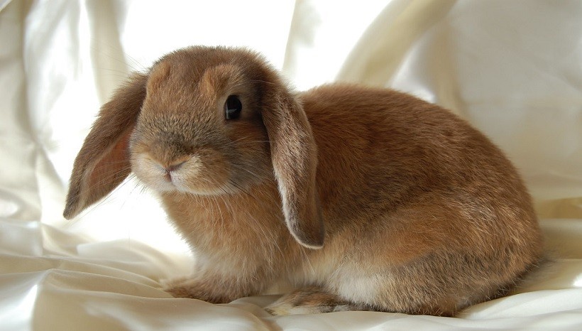 mini lop rabbits fully grown