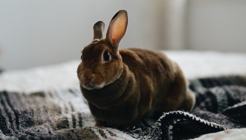  Mini Rex värit