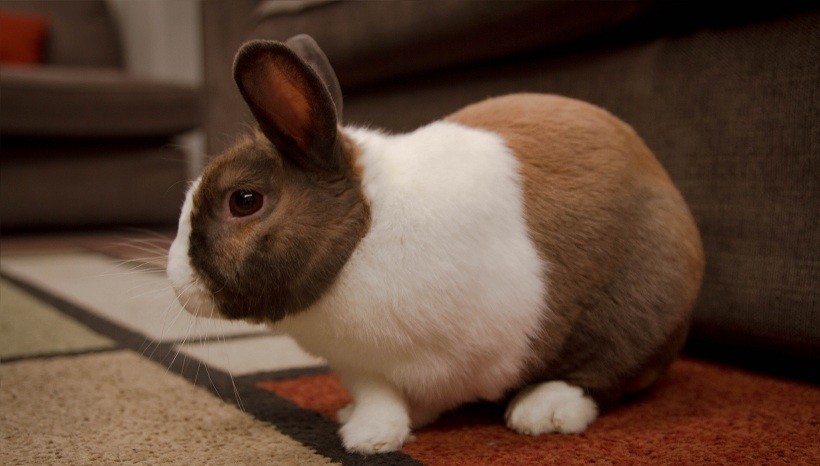  Cuidado del conejo Mini Rex