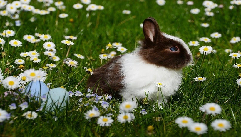 Mini Rex Rabbits Lifespan, Care, Size, Colours, Weight and Other Facts