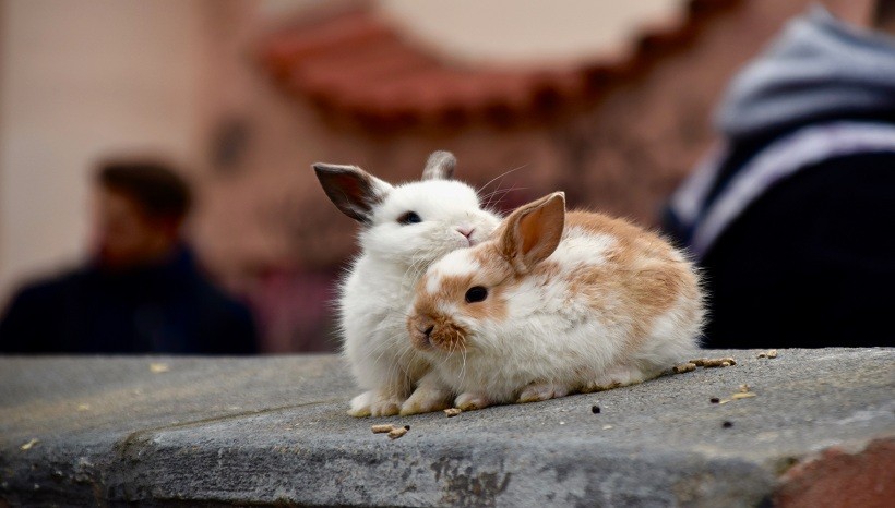 Netherland Dwarf Rabbit