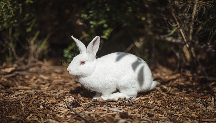 New Zealand White Rabbit