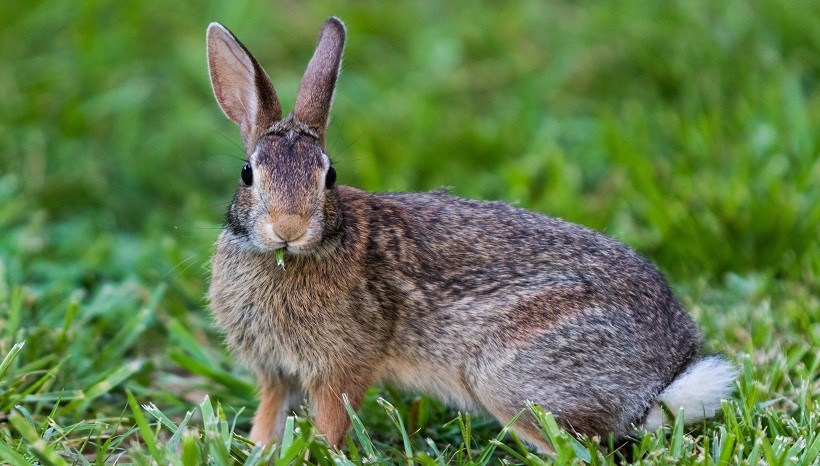  New Zealand rabbit size