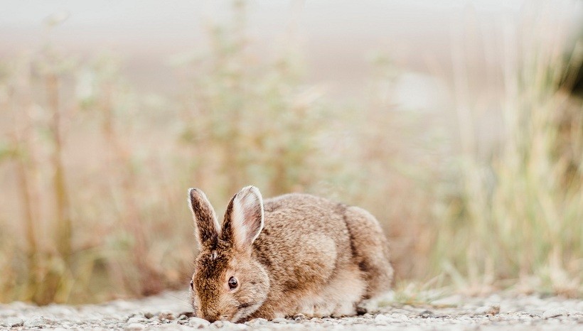 New Zealand red rabbit