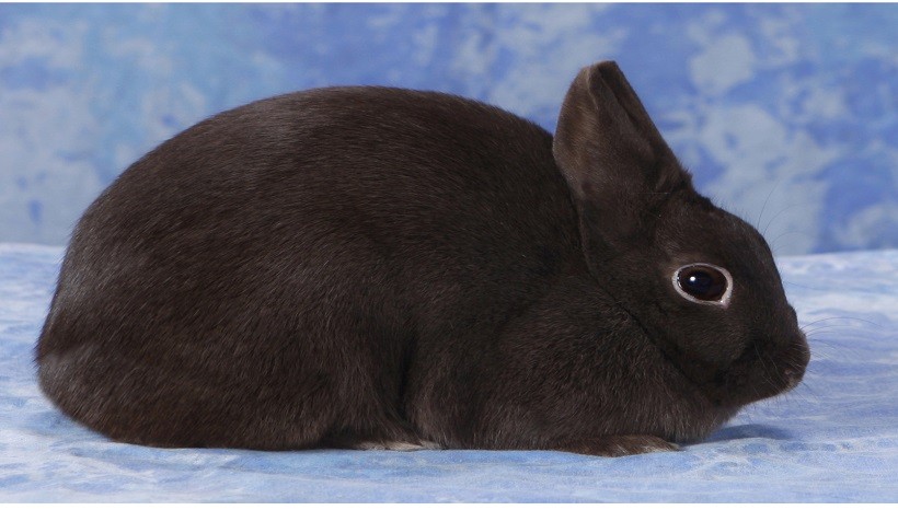 Polish rabbit