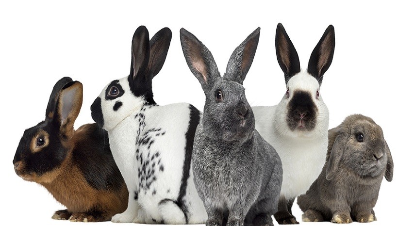 pet bunny breeds