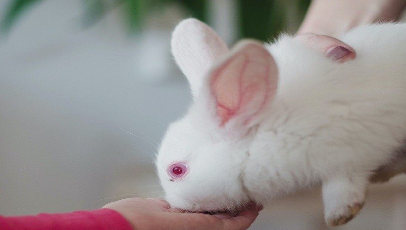 Red-eyed white Lionhead rabbits