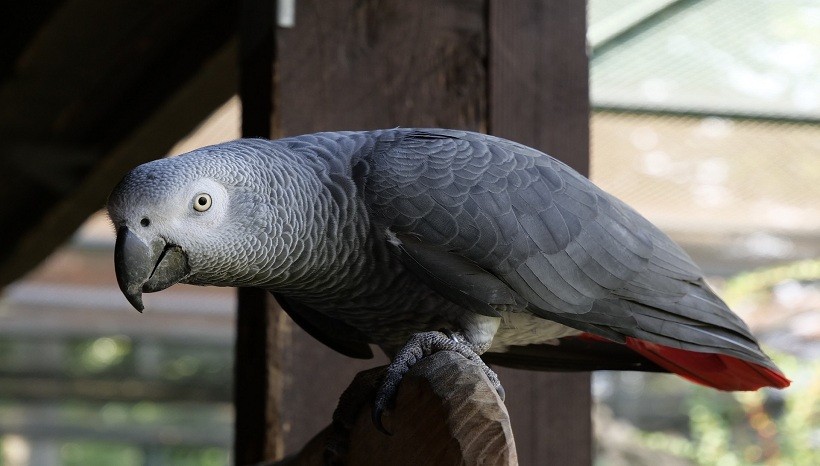 Timneh African Grey parrot